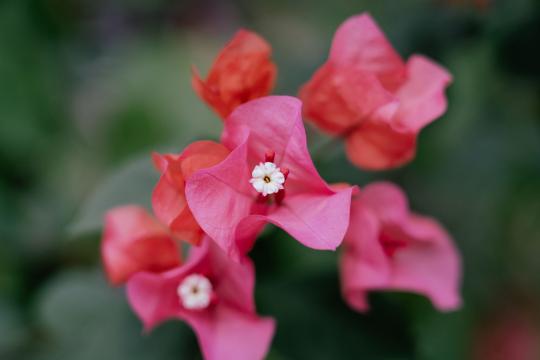 16 New Fungus Species in Thailand Found Inside Flowers