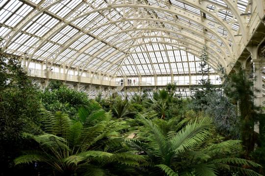 Kew Gardens Agave Death Bloom: Once in a Lifetime