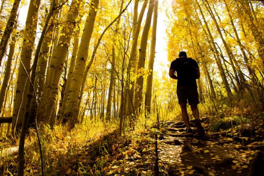 Trees Remember Drought in Their Leaves, Scientists Find