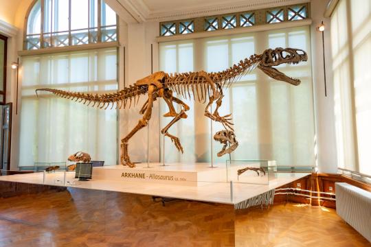 Lizzie the Fossil Was Never a Reptile, Study Finds