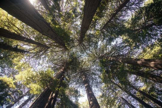 Coast Redwood Heat Stress Is Slowing Tree Growth