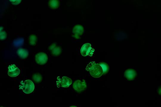 Glowing Cuttlefish Lets Scientists Watch a Living Brain in Real Time