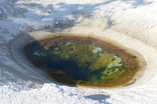 Fire Amoeba Sets Record for Life in Extreme Heat