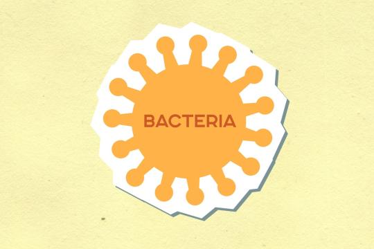 Your Gut Bacteria May Be Quietly Protecting Your Heart
