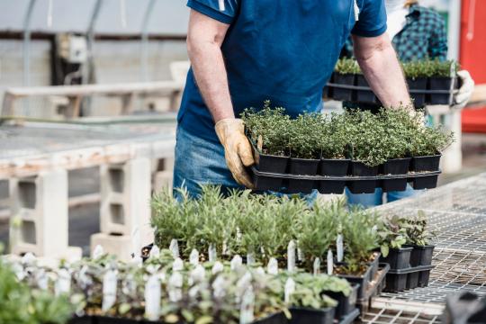 Dendroseris Neriifolia Seedlings Find New Home in Scotland