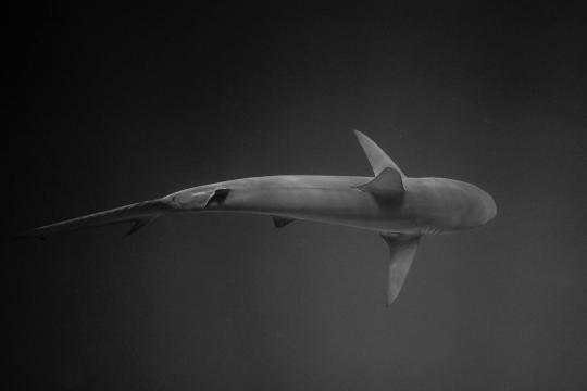 Coral Sea Species Discovered: 110 New Creatures Found Off Australia
