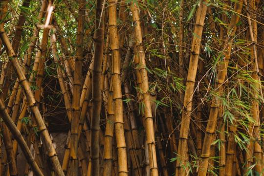 Bamboo Biofuel Could Power Your Next Flight