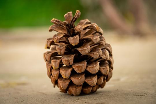 The Shrinking Pine Cone Video Is Real Science