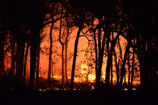 National Firewood Month Is the Campfire Rule to Know