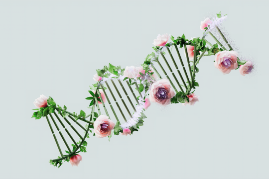 Cohesin DNA Replication Discovery: Protein Guards Genome