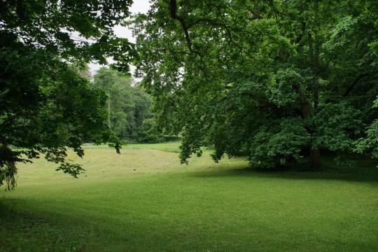 Wind Is Quietly Draining the World's Forests, Study Finds