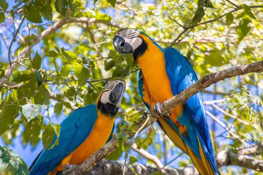 The Rio Bird Comeback Is Falling Apart