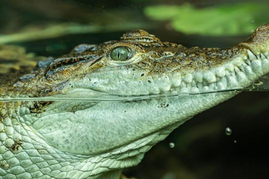 Singapore man charged over AI-generated crocodile photo