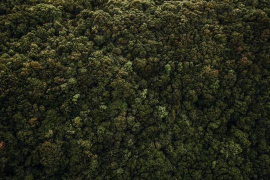 Forest Restoration Could Feed the World, Says UN