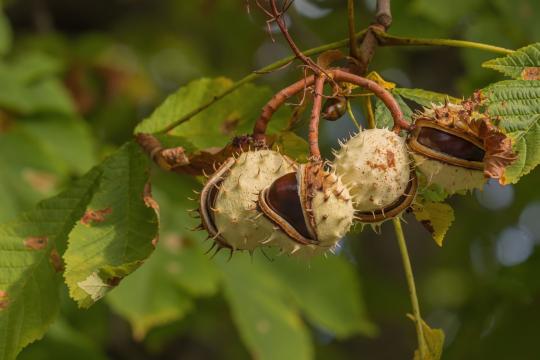 Tiger-Suited Rookie Crowned World Conker Champion