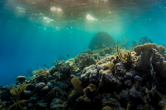 Coral Extinction Risk Hits Nearly Half of Reef Species