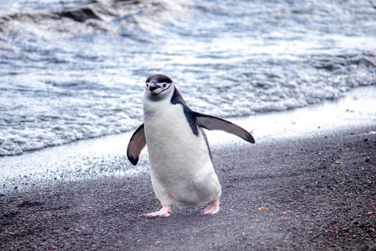 Penguin Methane Emissions: Antarctic Guano Surprise