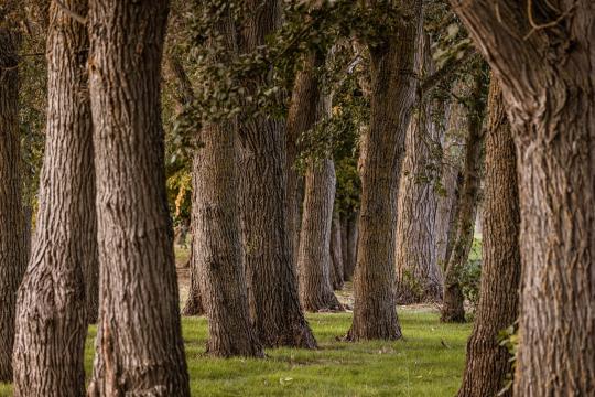 Trees' Proprioception Muscle Straightens Bent Stems