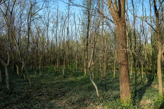 First European Ash Pangenome Could Save Trees