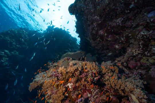Touching Coral Brought Bleached Reefs Back to Life in Weeks