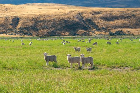 Sheep Under Solar Panels Give Beneficial Bees a Boost