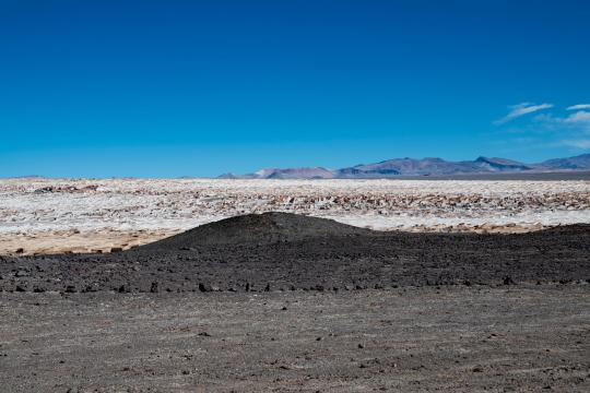 Atacama Desert Bloom: Two Hundred Species Wake Up