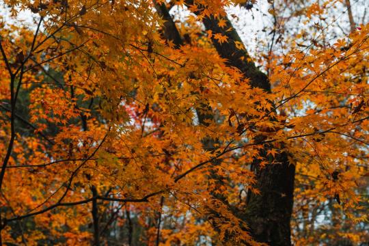 Fall Foliage Outlook: When Peak Color Hits Your State