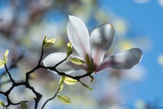 Botanists Found a Rule-Breaking Magnolia in Vietnam's Peaks