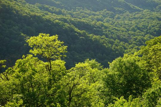 UN Warns of 'Narrowing Window' for Forest Restoration