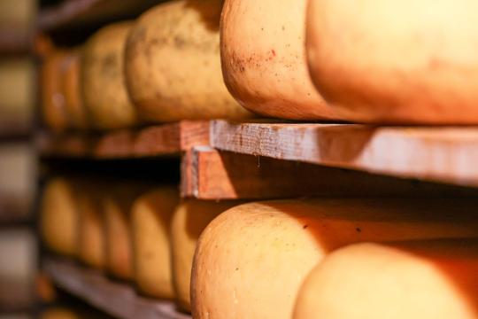 FDA Warns Raw Milk Cheese Sickened 13 Across 9 States