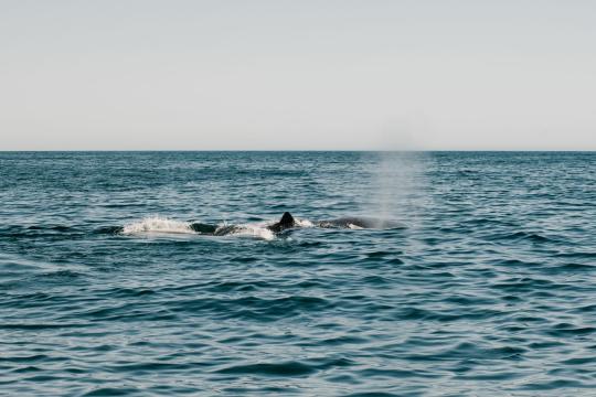 A Humpback Whale Calf Died. Its Mother Stayed for Days