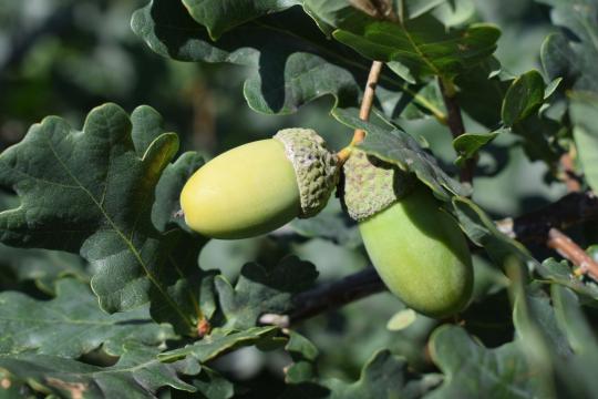 Scientists Prime Oak Tree Immunity to Fight Disease Faster