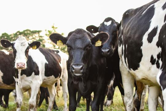 ArkeaBio Raises Fresh Funding for Cow Methane Vaccine Push