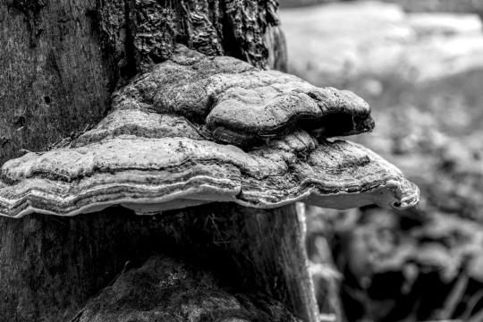 A Five-Pound Giant Fungus Is a Whole New Family of Life