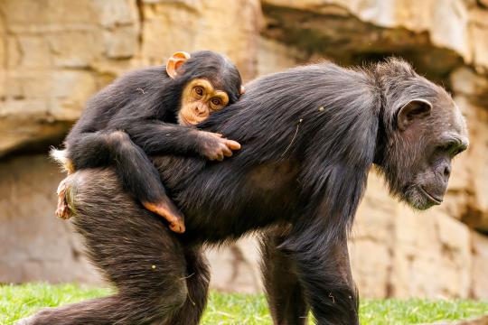 Chimpanzee Tool Use Is Taught by Wild Chimps, Cameras Show