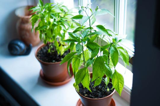 Can Your Houseplants Beat the Winter Blues