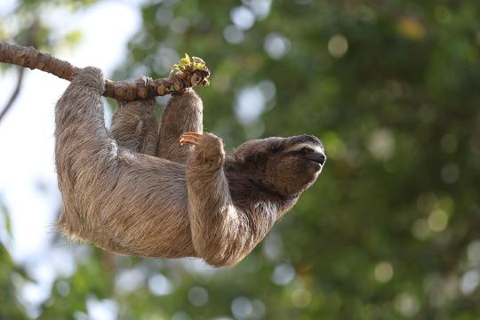 UN Biodiversity Report: World Off Track on Nature Goals