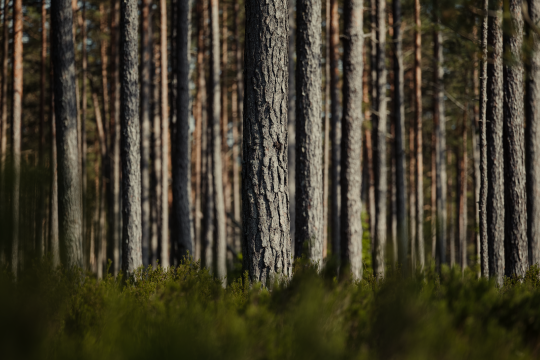 Conifer Growth Rate, Not Longer Summers, Controls Wood Gain
