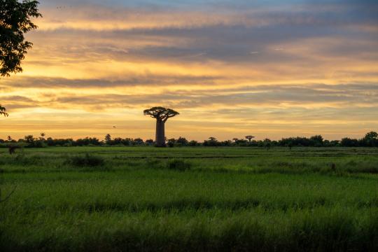 Scientists Name a Ninth Baobab Species in Madagascar