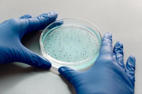 Braille-reading brain organoids take a step toward living computers