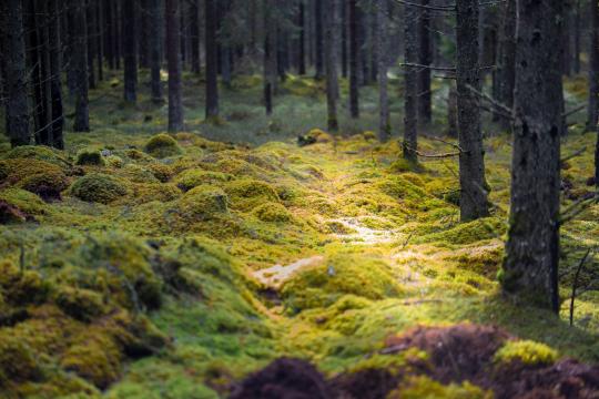 Forest Soil Methane Uptake Is Rising, Study Finds