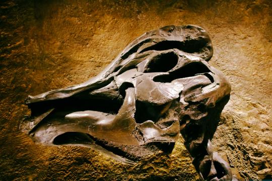 A Hundred-Year-Old Fossil Just Became a New Dinosaur