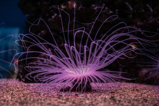 Deep-Sea Spaghetti Worms With Suckers Get a New Genus