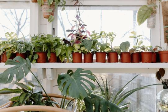 Houseplants Improve Air Quality More Than Anyone Expected