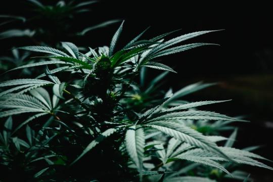 Landmark Cannabis Violence Review Finds Two-Way Risk
