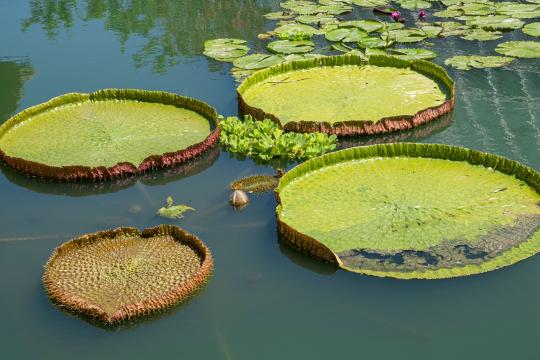 A Selfie Led Scientists to a New Giant Water Lily