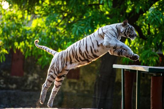 The Tiger Shroff Shooting Has Bollywood Rethinking Safety