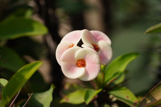 New 'Devil Flower' Species Found Hiding in a Thai National Park