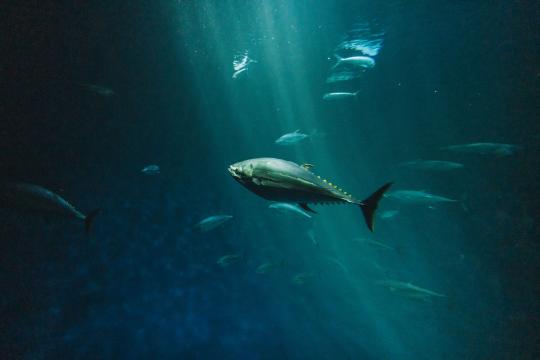 Pacific Bluefin Tuna Caught Off Melbourne, DNA Confirms