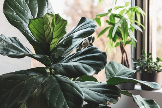 The Year of the Ficus: Houseplant Culture Grows Up
